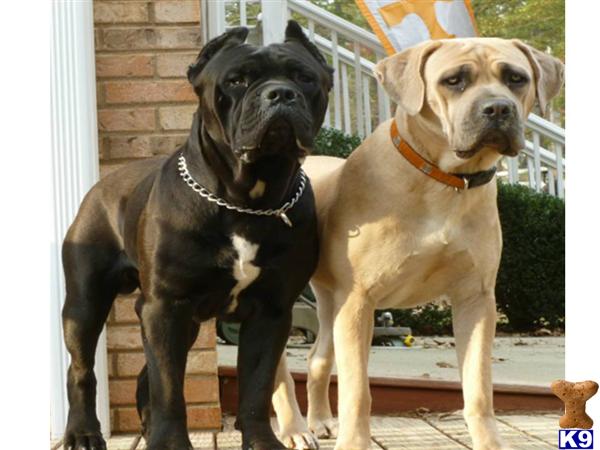 Cane Corso puppy for sale
